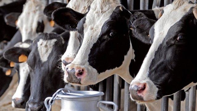 generic cows in milking shed