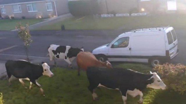 Cow on Larkfield Road, Harrogate