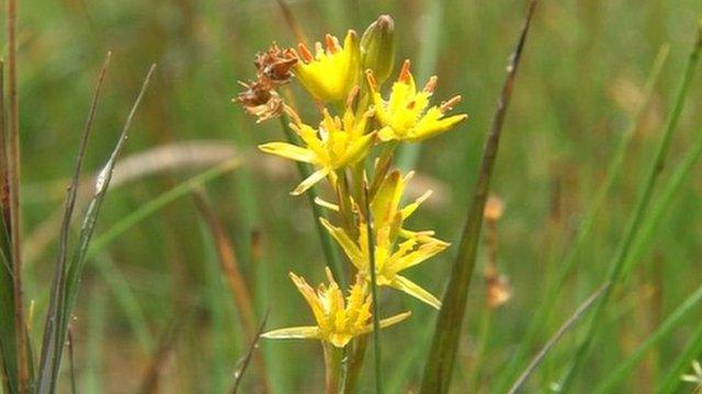 Yellow flower