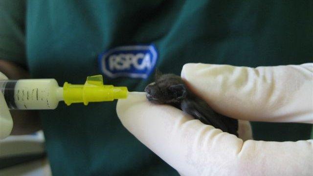 Overheated pipistrelle bats, RSPCA West Hatch