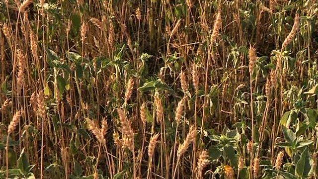 Wheat field