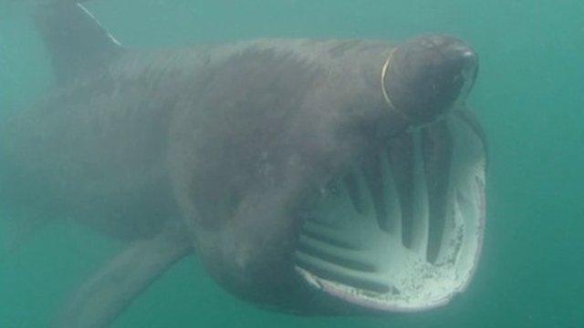 Basking shark in Manx waters