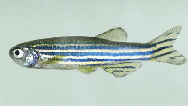 Zebrafish
