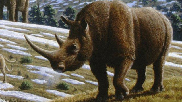 Woolly rhinoceros