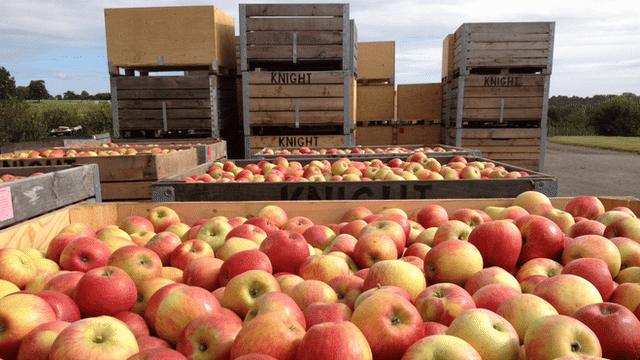 First apples of season picked at Pippins Farm in Kent