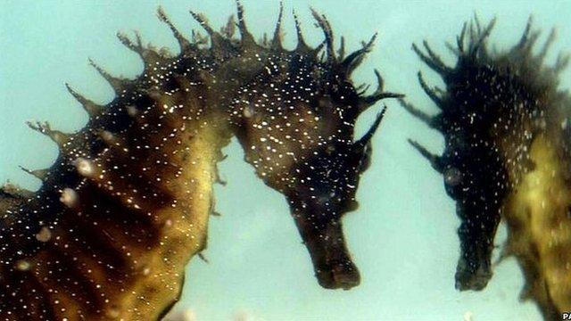 Seahorses