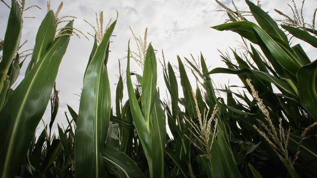 Maize crop - file pic