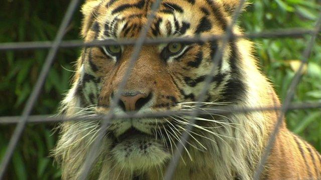 Jae Jae the Sumatran tiger