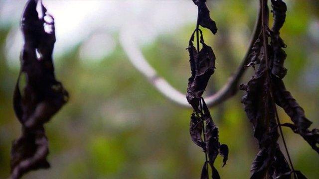 Ash tree infected with the chalara fraxinea fungus