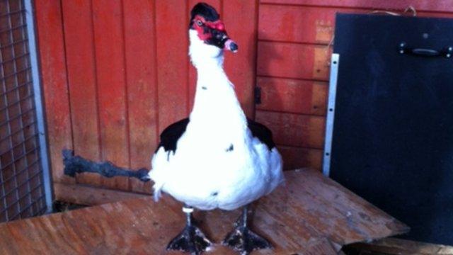 Big Dave, a Muscovy drake