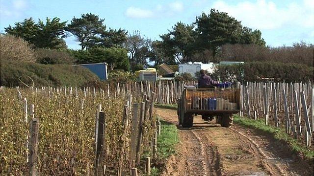 Vineyards in Sark