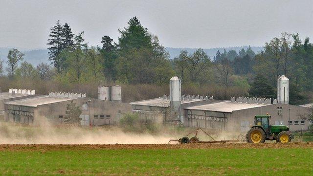 Pig farm in Czech Republic - file pic