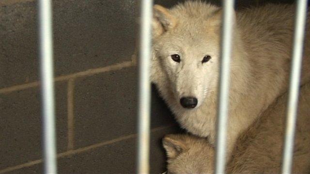 Wolves in a pen at Woodside Falconry and Park