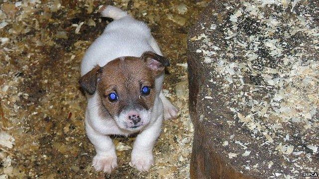 One of the puppies found at a puppy farm by the ISPCA.