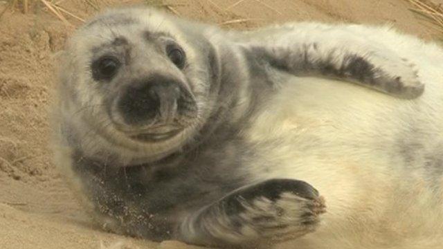 Seal pup on Norfolk beach