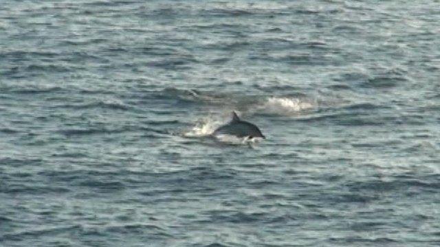 Dolphin off Welsh coast