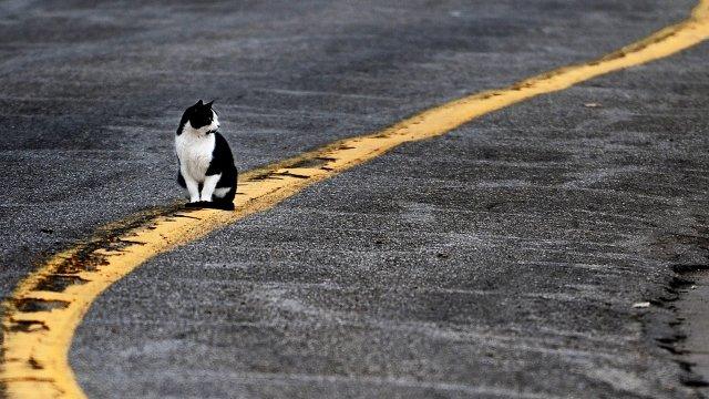 A cat sits on a painted road stripe