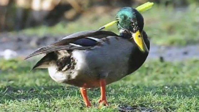 Duck with crossbow bolt in head