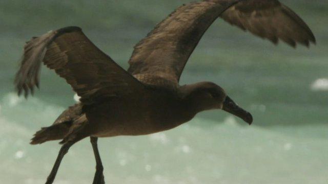 Albatross flying