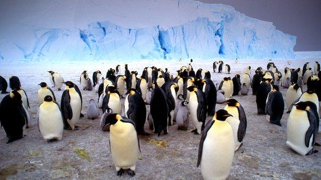 Antarctic penguins