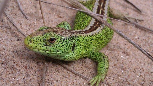 Sand lizard