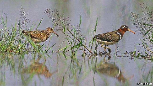 Greater painted snipe (Rostratula benghalenis) (Image: Nature)