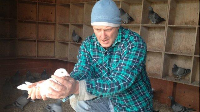 Professional pigeon fancier Jeremy Davies in his Worcestershire loft