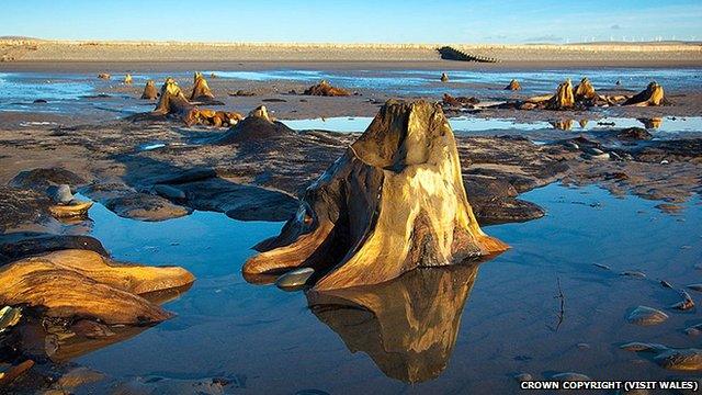 Borth submerged forest from Visit Wales