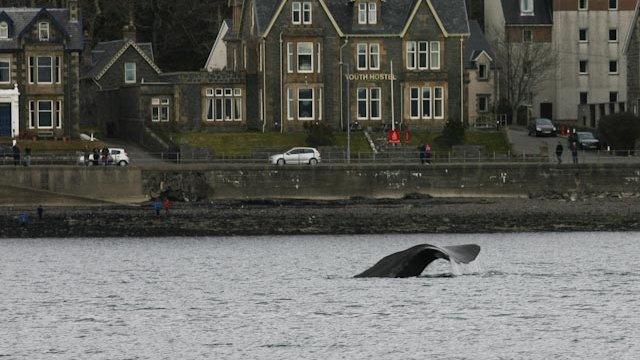 Sperm whale in Oban Bay (Chris Jackson)