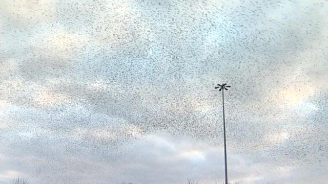 Starlings in the sky over Swindon