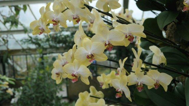 Orchids