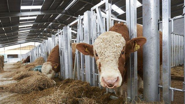 Bull stud at Inverness