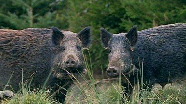 Wild boars