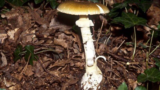 Death cap mushroom