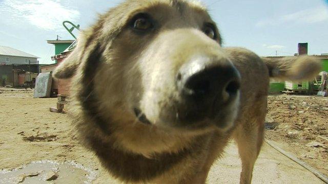 A dog in an animal shelter in Kazan