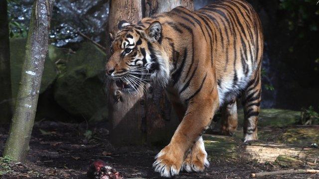 Sumatran tiger