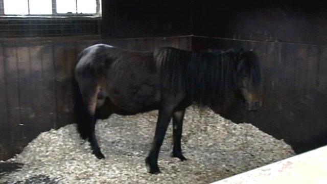 Moorland pony who lost her foal through a dog attack