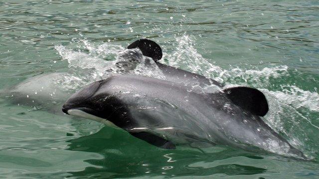 Maui's dolphins swimming off the west coast of New Zealand's North Island