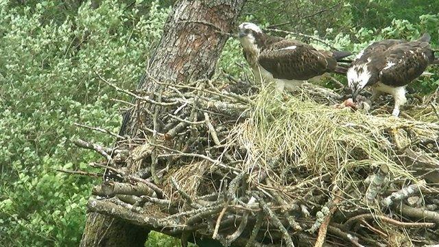 Osprey chicks at Bassenthwaite