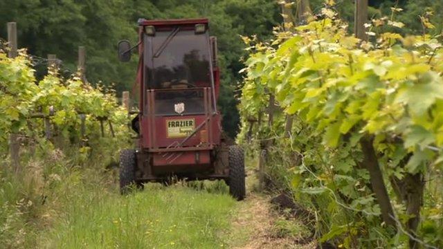 Grape harvest in East Sussex