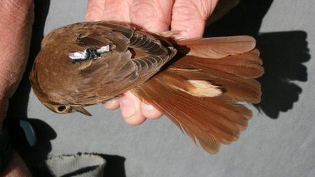 Tagged nightingale