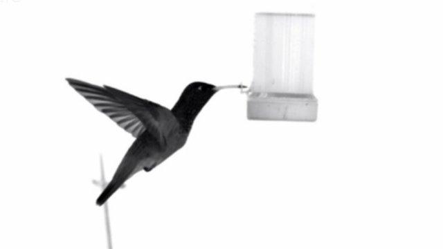 Slow motion hummingbird footage (c) Masateru Maeda and Prof Hiroto Tanaka