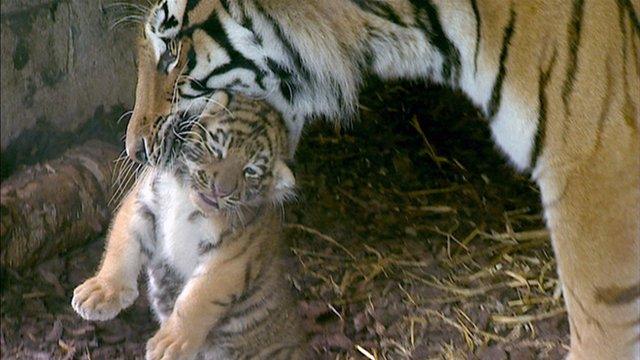 Amur tiger and her cub