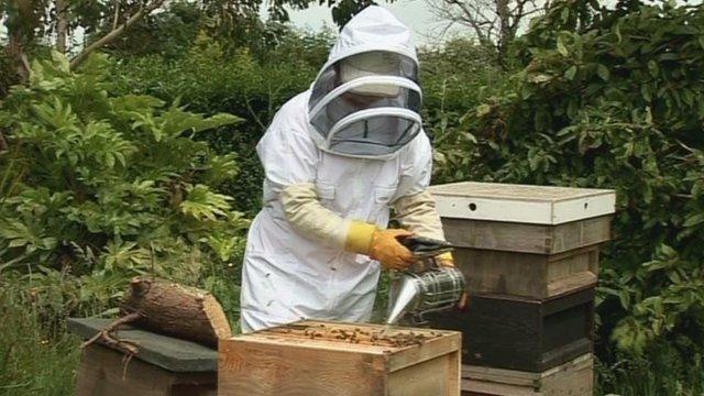 A beekeeper