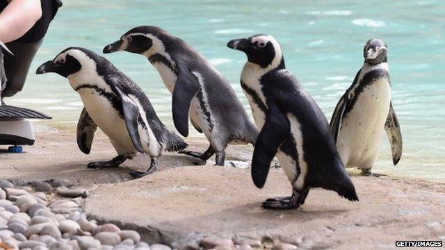 Penguins at London Zoo