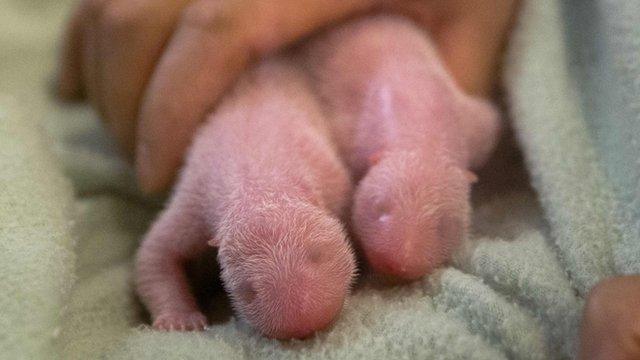 Twin pandas at Zoo Atlanta