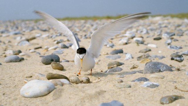 Little tern