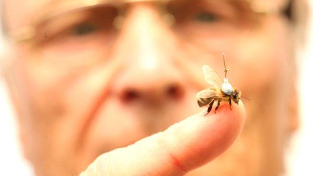 A honeybee with an antennae glued to it