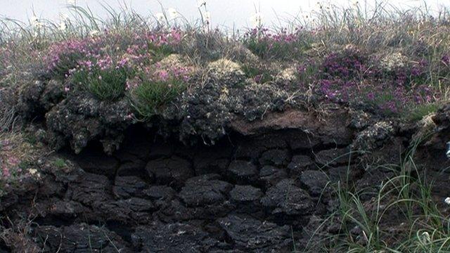 Peat bog