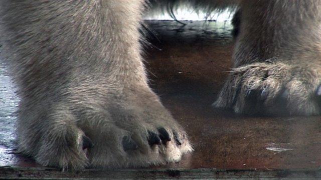 Polar bear paws